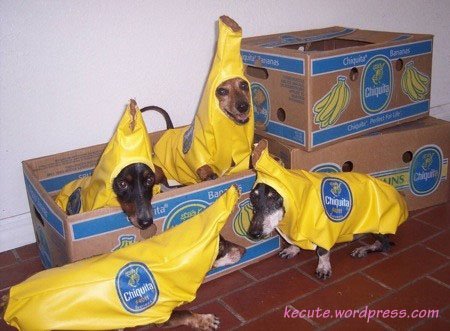 [dogs-bananas.jpg]