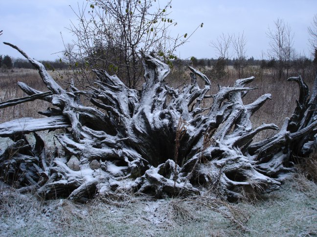 [tree_root_fence_snow.jpg]