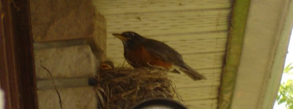 Robins' nest and mother and baby robin