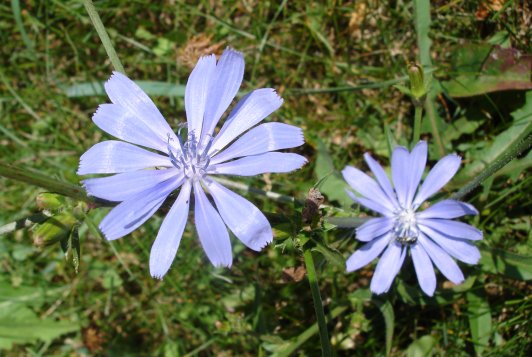 [blue_flowers.jpg]
