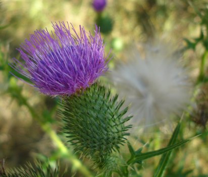 Canadian Thistle flower