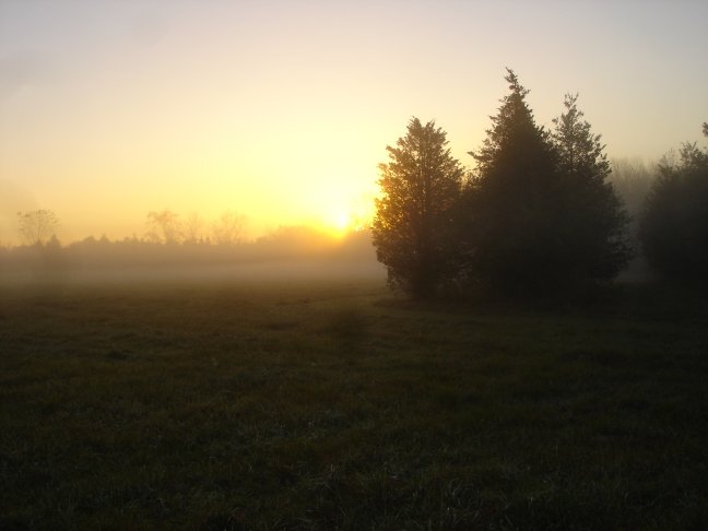 Dawn mist over the hayfield