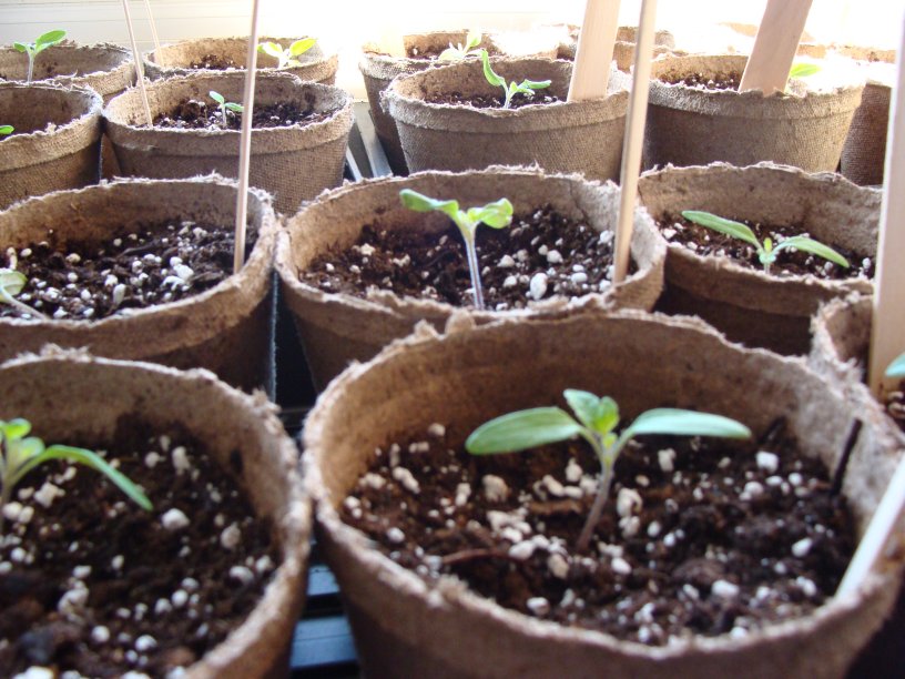 Re-potted Riesentraube seedlings