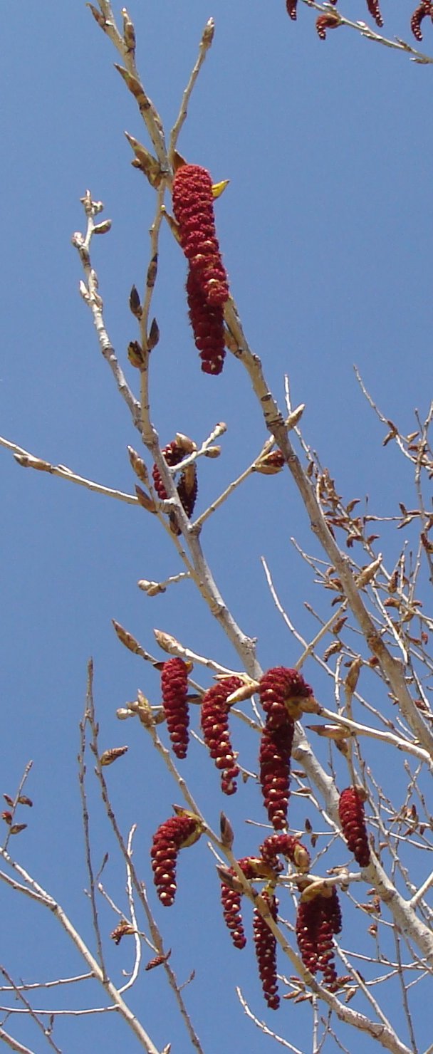 Red catkins