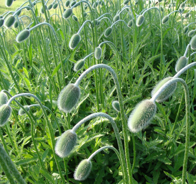 Poppies, ready to burst into flower