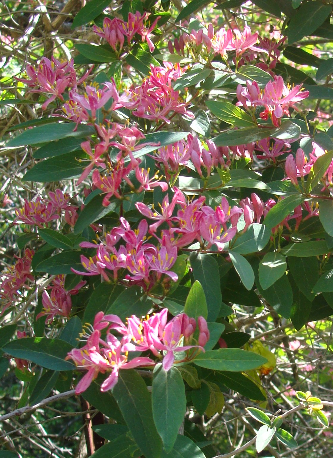 Unidentified pink-flowered shrub