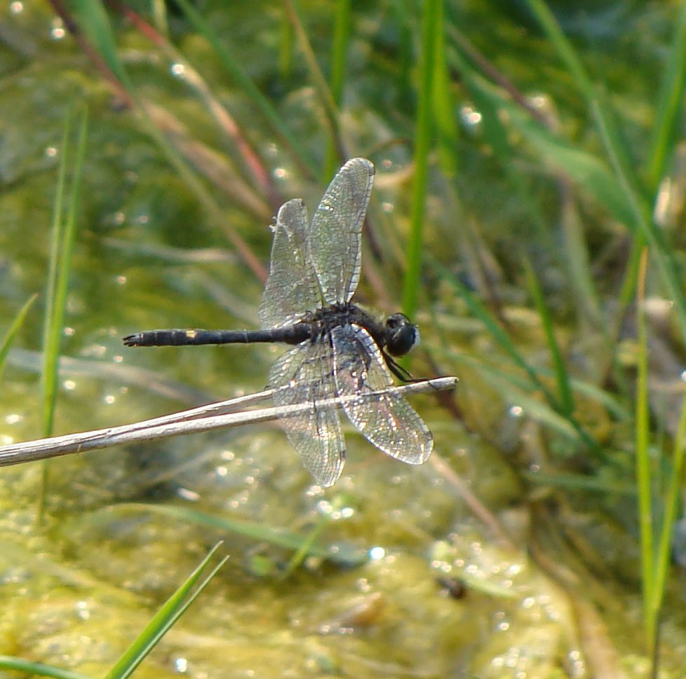 Black dragonfly with yellow spot