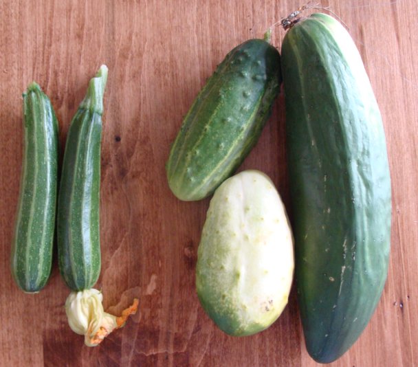 [giant_mini-cucumbers.jpg]