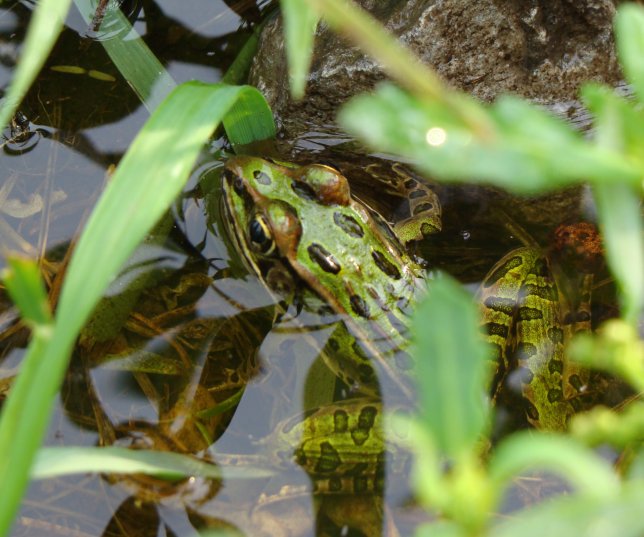 [northern_leopard_frog_in_puddle.jpg]