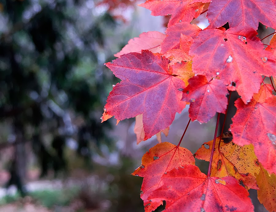 [autumn+red+sm.jpg]