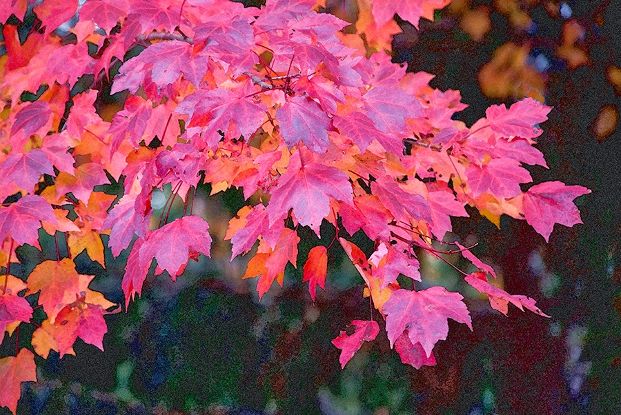 [red+maple+autumn+sm.jpg]