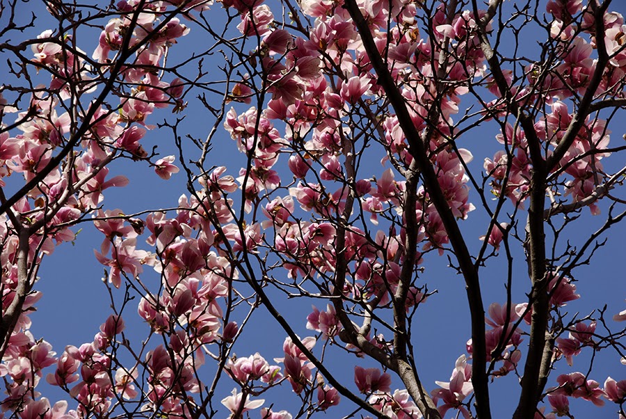 [magnolia+tree+2+sm.jpg]