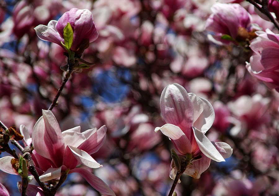 [magnolia+tree+1+sm.jpg]