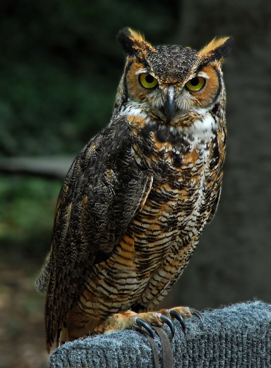 [Horned+Owl+900.jpg]