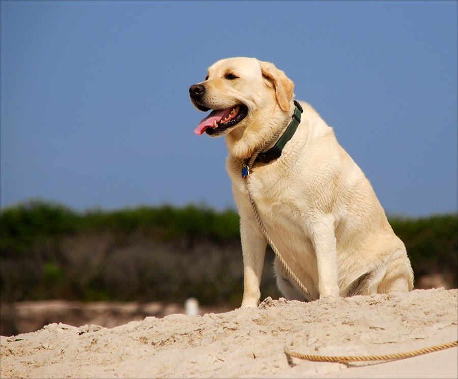 [beach+dog+sm.jpg]