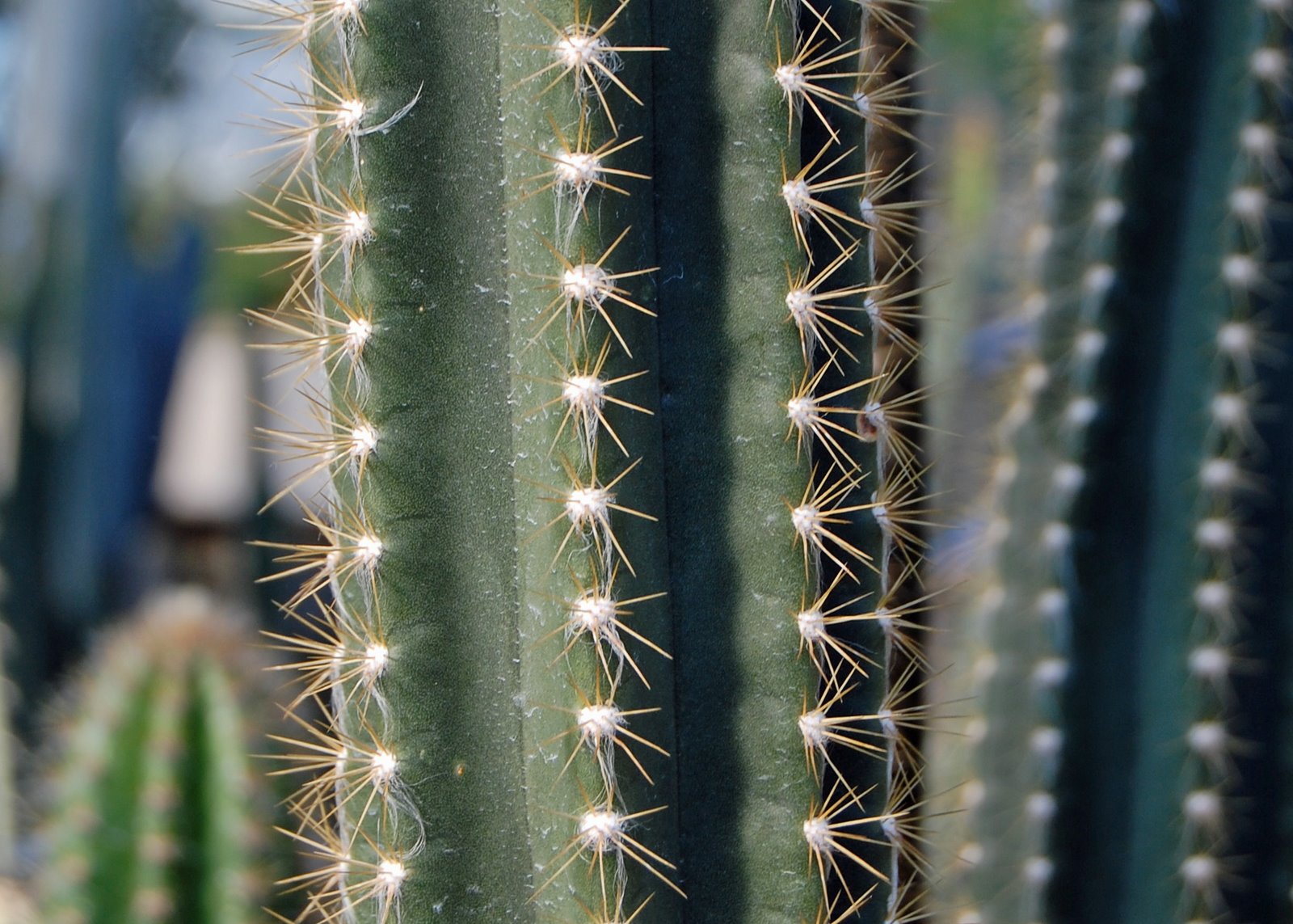 [cactus1.jpg]