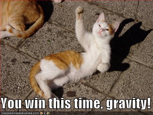 [funny-pictures-cat-gravity-wins.jpg]