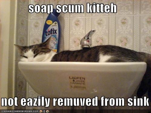 [funny-pictures-soap-scum-cat-sink.jpg]