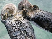 [180px-Sea_otters_holding_hands.jpg]