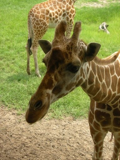 [giraffe@zoo.jpg]