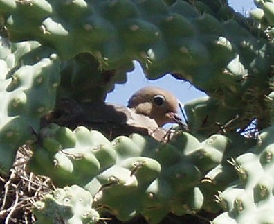 [dove+in+nest+in+cactus.JPG]