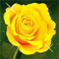 Rosas 4