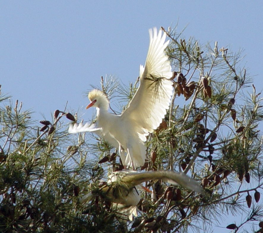 [flock+egrets.jpg]