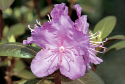 [top10_poison_Rhododendron.jpg]