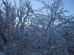 [Winter+Trees.jpg]