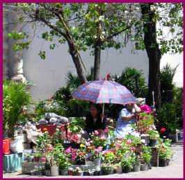 [Cuenca-flower-seller.jpg]