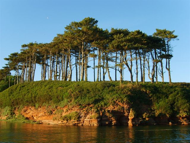 [BudleighTrees]