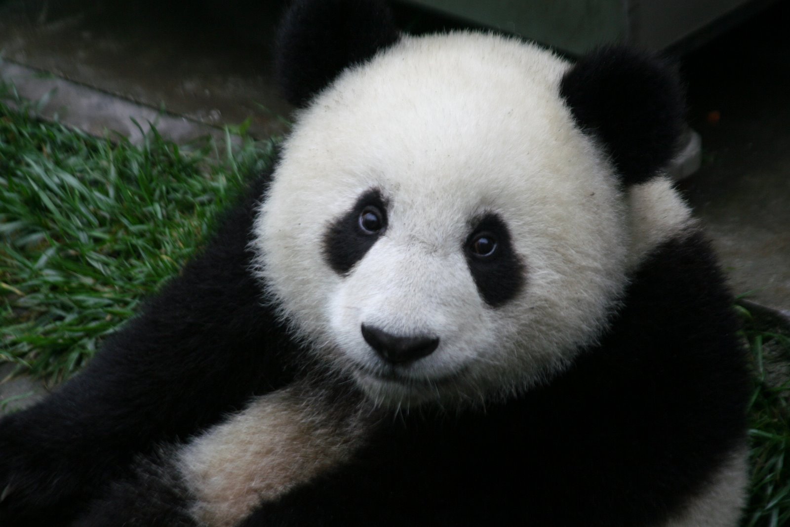 [Panda_Cub_from_Wolong,_Sichuan,_China.jpg]