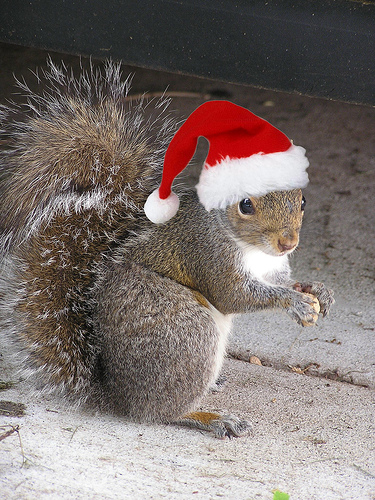 [christmas+squirrel.jpg]
