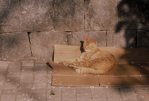 [Ueno+cat.jpg]