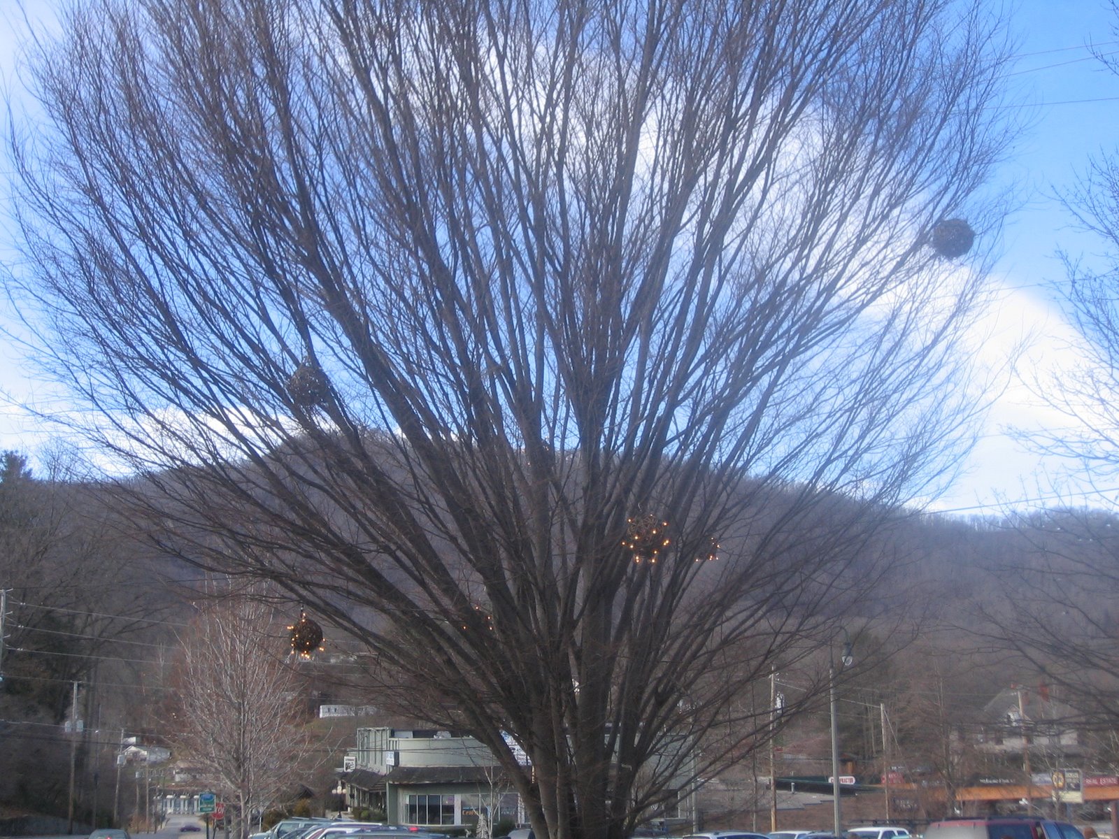 [Lighted+Tree+Waynesville.jpg]