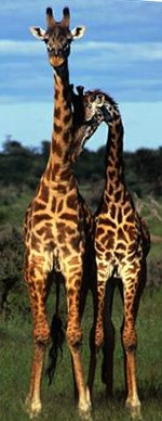 [gay-giraffes.jpg]