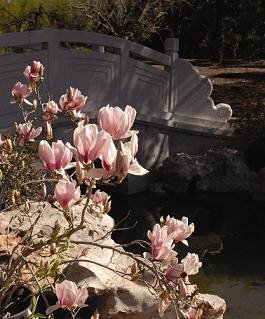 [magnolia_soulangiana.jpg]