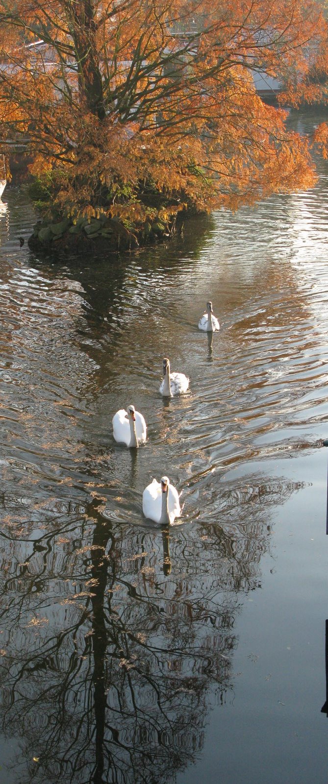 [lagoon+swans.jpg]