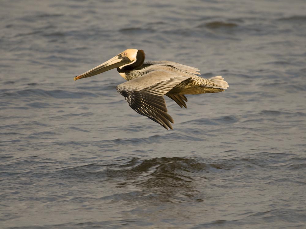 [fly+pelican.jpg]