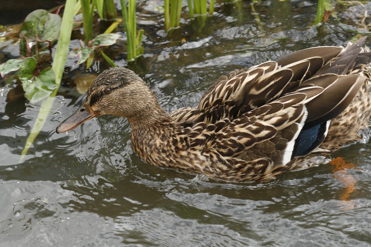 [duck+in+pond.jpg]