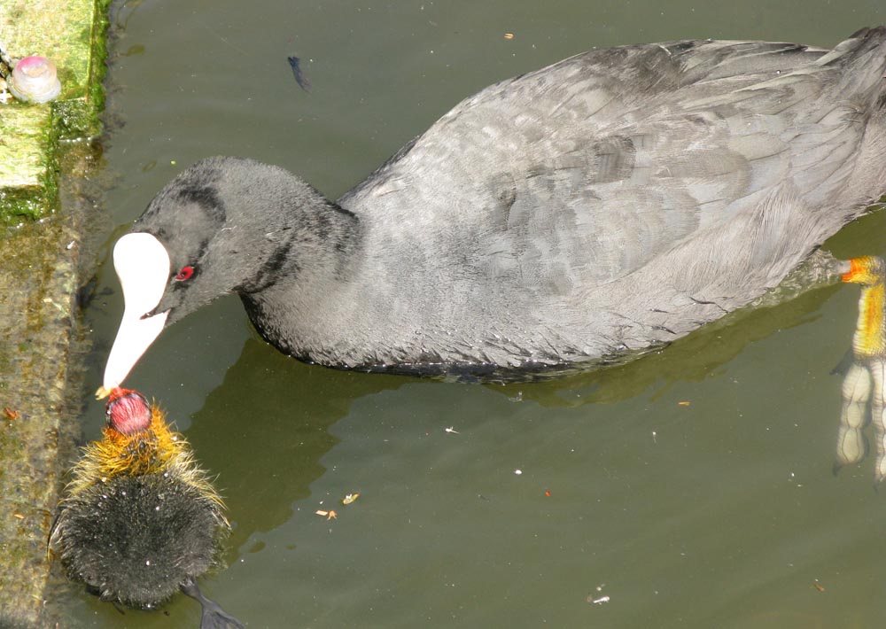 [baby+coot+being+fed.jpg]