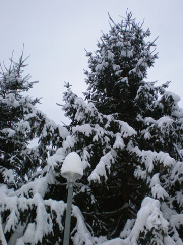 [snowtree.jpg]