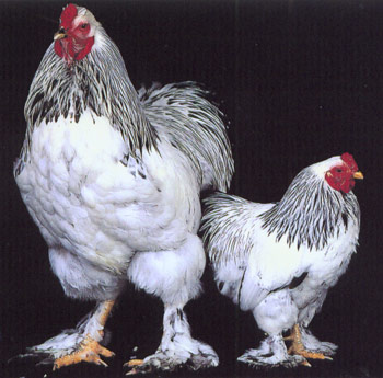 [lightbrahma+tom's+chicken+farm.jpg]