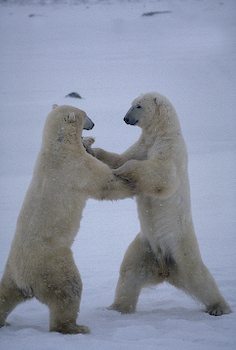 [polar-bear-dancing-on-snow_2928.jpg]
