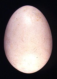 [goose+egg.bmp]