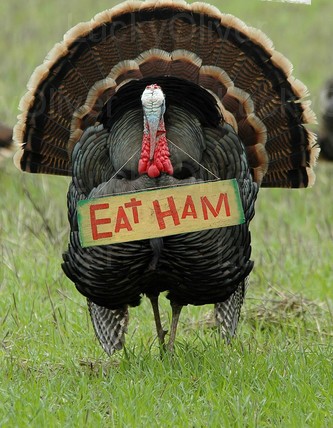 [LO-thanksgiving_humor_eat_ham_turkey-810472.jpg]