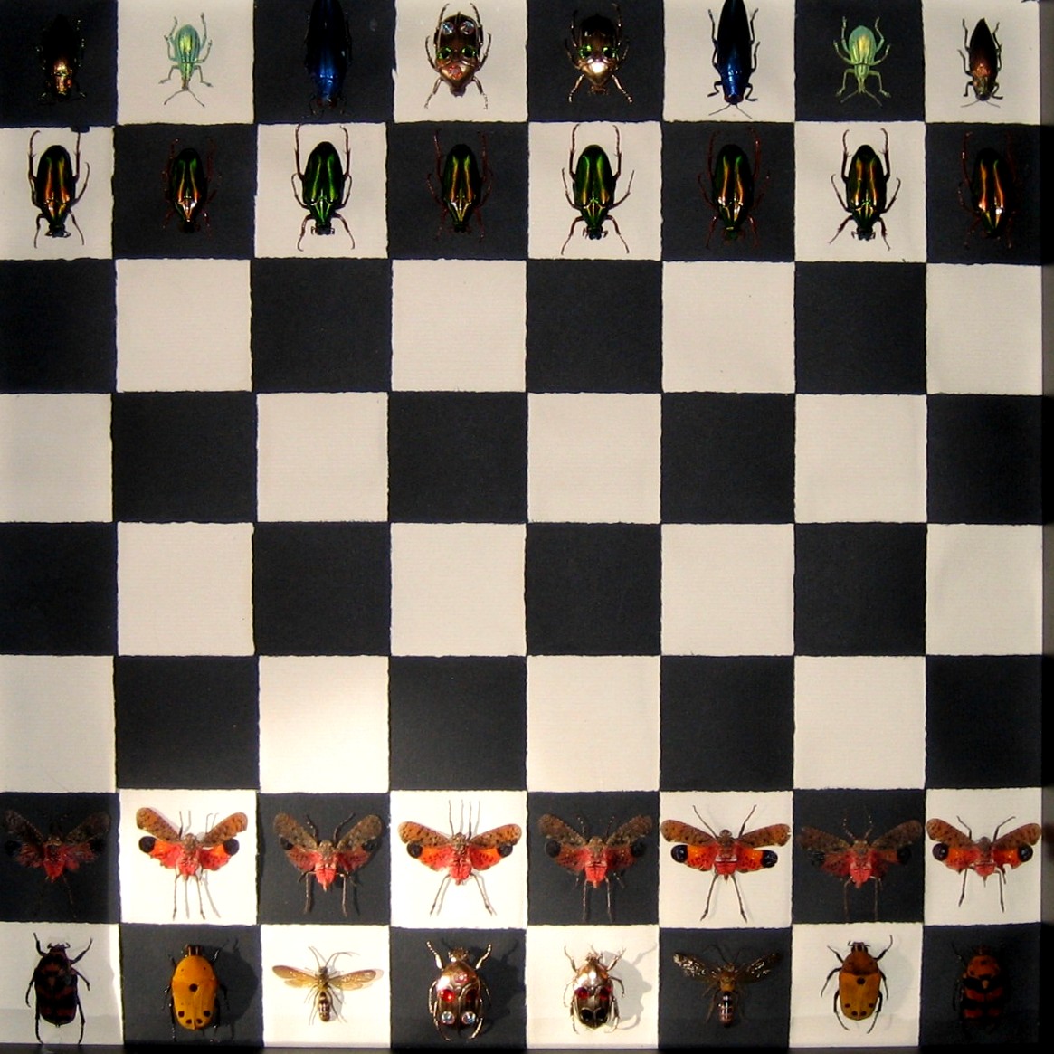 [6+Gallery+Bug+Chess+007.jpg]