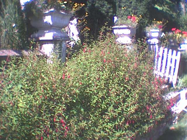 [June+21+-+the+upside-down+flower+plants,+second+terrace.jpg]
