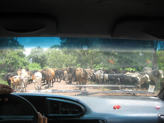 Vacas en el camino. Nicaragua