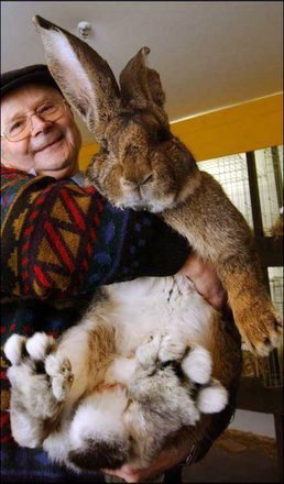[carl-szmolinsky-breeds-big-rabbits.jpg]